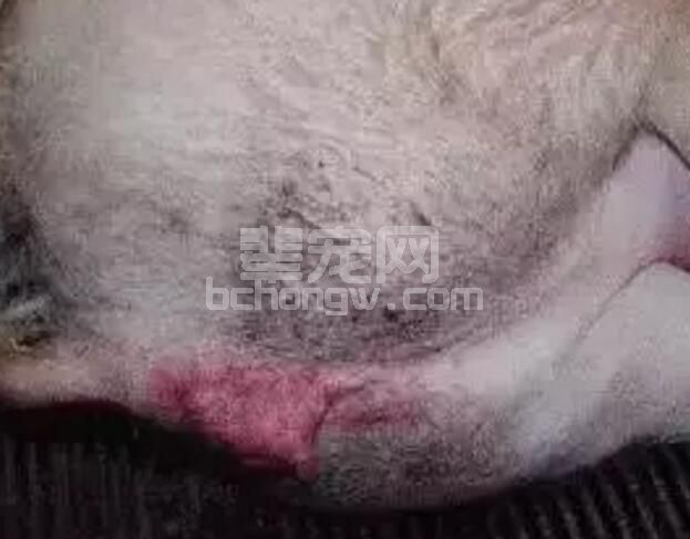 母猪分娩前后少用抗生素！缩宫素和氯前列醇怎么用