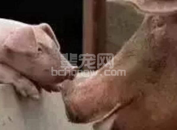 导致饲养成本上升的六种母猪需及时淘汰！你知道吗？