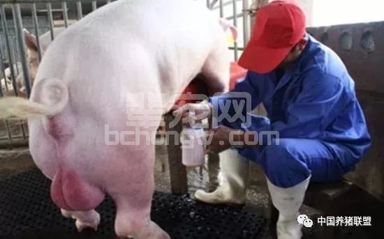 如何评估采集到的公猪精液？