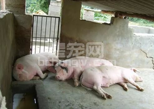八大猪场急救措施大全，每一条都可以救命！
