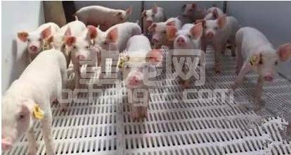 想把日增重做到1.4斤以上吗？那就把仔猪管理“金”守则落实下去