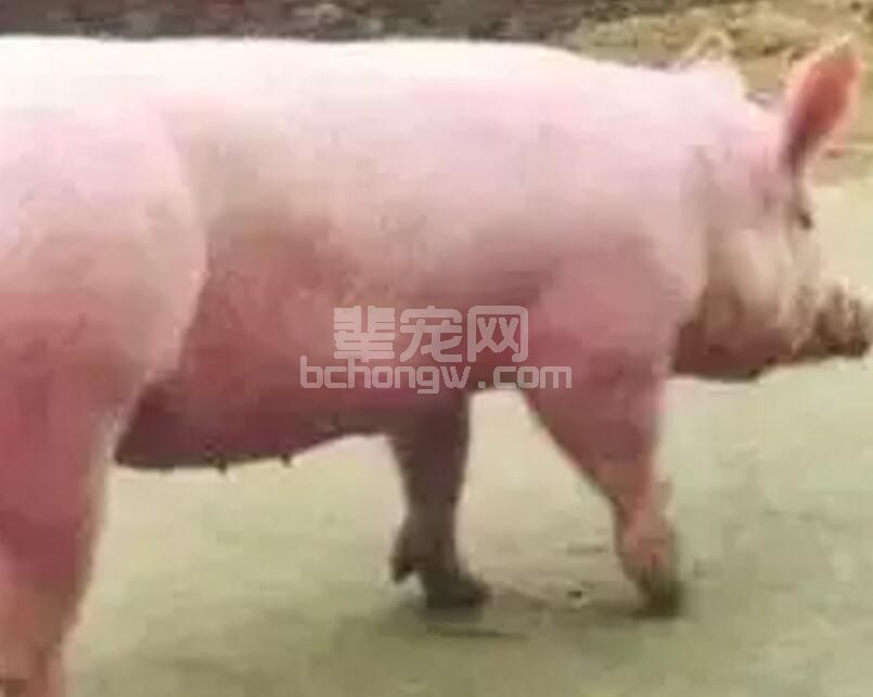 要想猪场的“发动机”发挥其最大的生产性能，这些点你必须得get到！！！