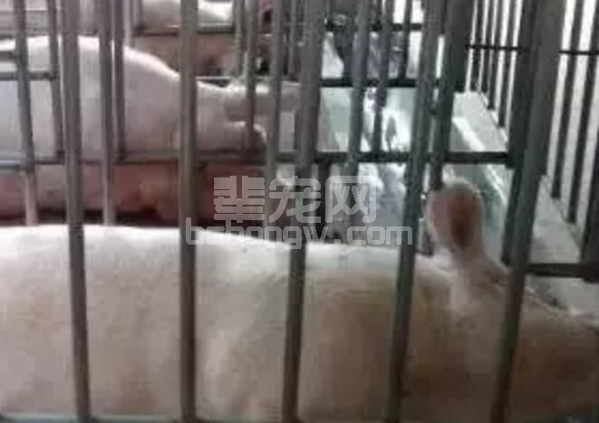 切记！母猪怀孕时这些药不能用