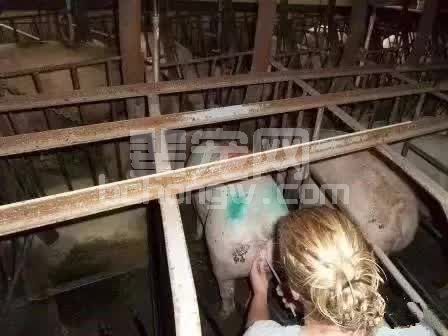 配种注意这个动作，不仅提高配种率，一窝还能多产一头？