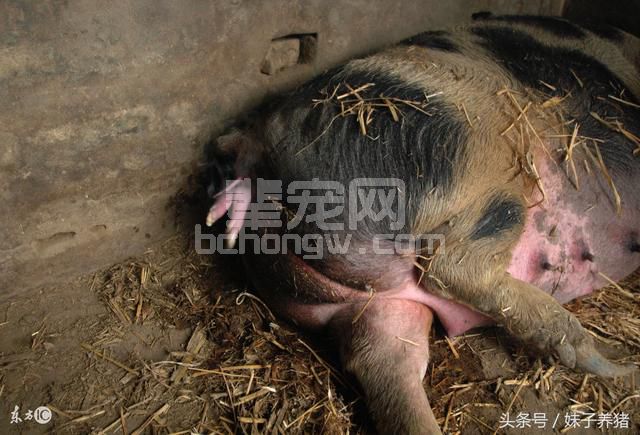 猪场母猪下猪费劲，养猪人告诉你3招，下猪更顺利