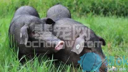 养什么猪最赚钱？如何选择养猪品种？