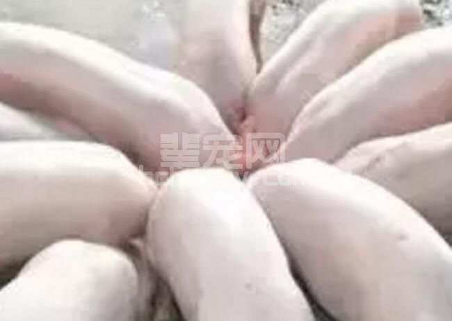 养猪省料的9个方法，你知道吗？