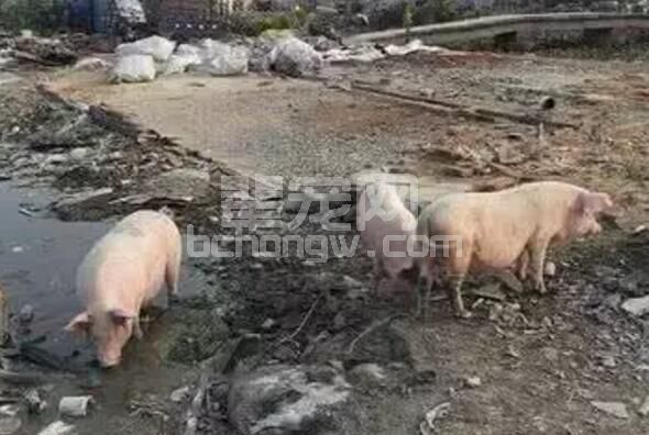 养猪污染之这个问题，90%猪场都有，解决了它，养好母猪很轻松！