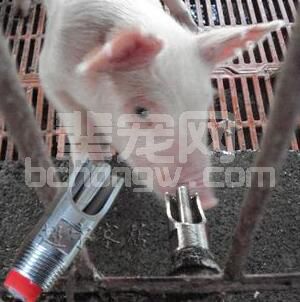 震惊！养猪控制好水温和饮水量，作用这么大！