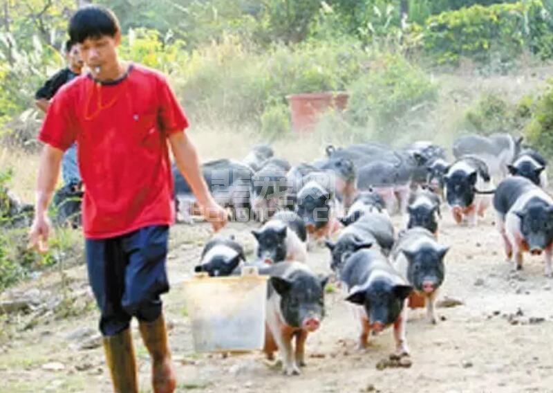 养猪≠喂猪！这些经验你不一定懂