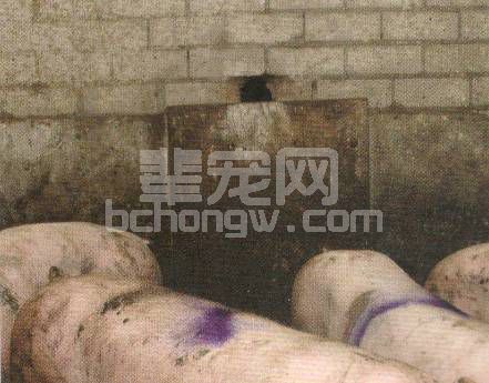 猪场能耗高？可能是你没有注意这两点