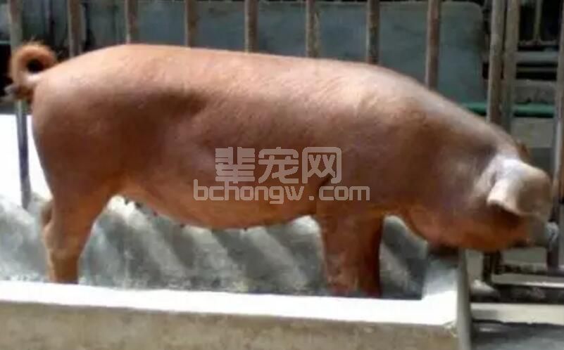 养猪的最高境界是"养重于防"！您赞同么？