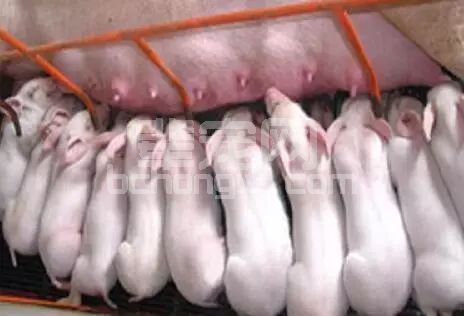 两个小方法轻松搞定母猪产后奶水不足或无乳的症状