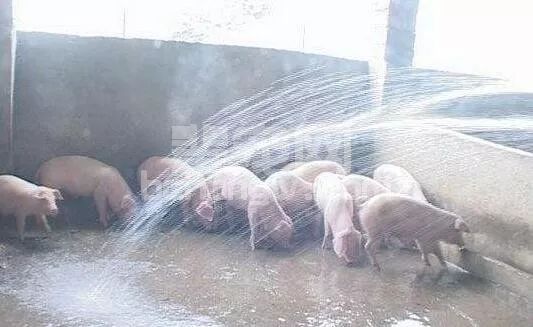 嘿！这是猪场清洗消毒的“雷区”，可别踩到了