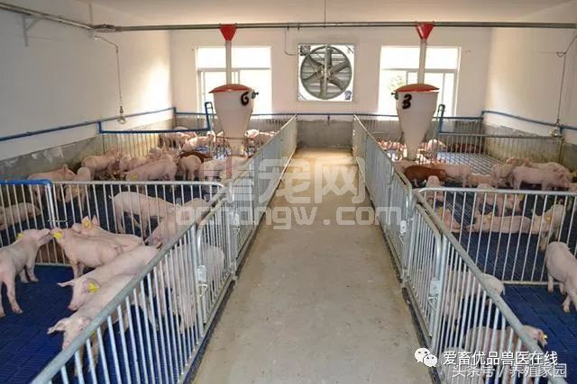 养殖必知：如何正确控制猪场温度？