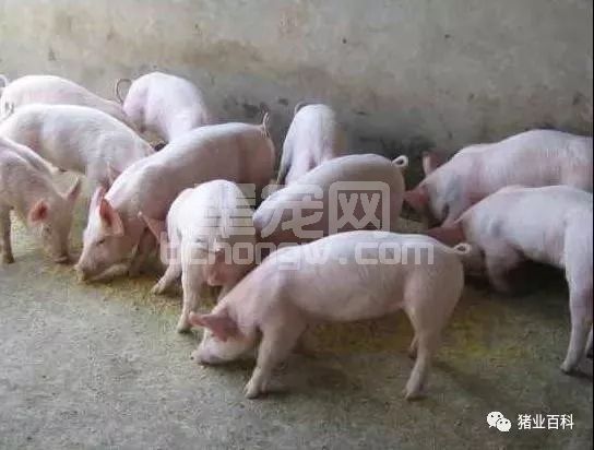 都说外购仔猪难养?做好这些都不是问题！