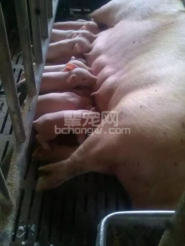产床上的待产母猪怎样简单降温