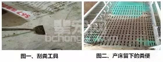 一把小扫把，让产床母猪远离子宫炎！