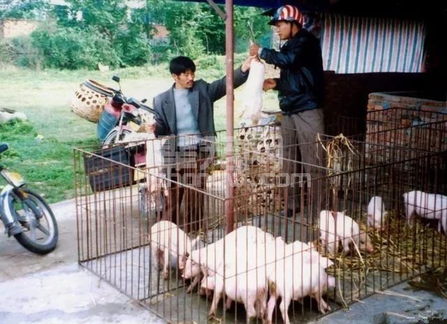 是否有适合农村自繁自养的免疫程序？