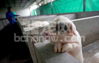 养猪最忌讳的四条，触碰一条必定赔钱！
