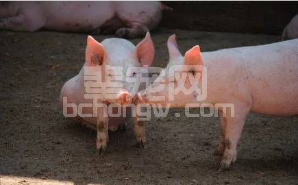 5个方面、1段口诀，手把手教你养好保育猪！