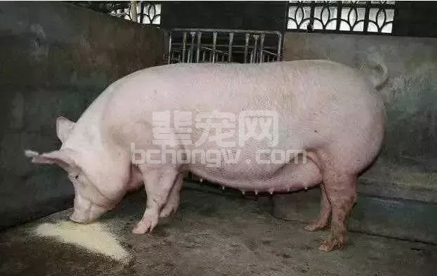 注意！你的母猪可能怀了个假胎！生生吃掉你的钱！