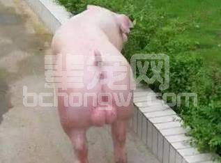 大公猪的阉割可要注意了！！