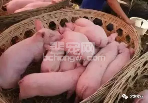 这个几百块钱的东西，可助保育仔猪不再拉稀