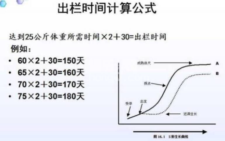 做到这些，让外购仔猪利润最大化！