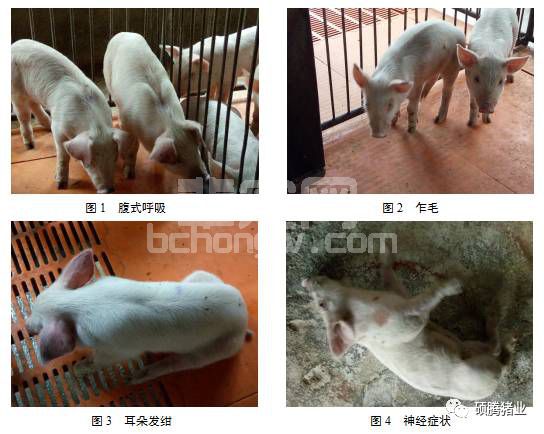 为什么换季时猪场就不稳定？一例秋冬季节不稳定猪场的案例分析