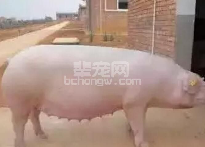 如何利用过渡日，粮填补母猪 妊娠后期与哺乳期之间营养上的缺口？