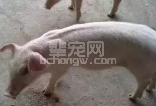没有抗生素，仔猪如何不腹泻？！