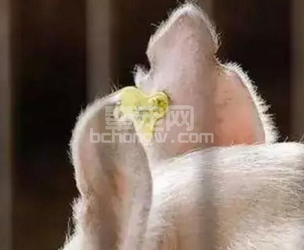 猪耳标的意义都有哪些你知道吗？