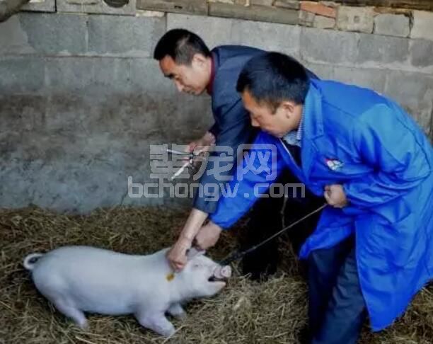养猪人，别把自己当成兽医......