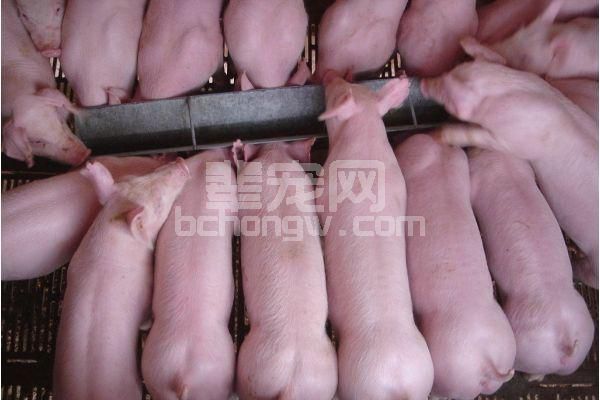 常见母猪催情药物大全，如何选择最佳？