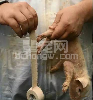 一块胶布，帮你轻松解决仔猪八字腿问题！