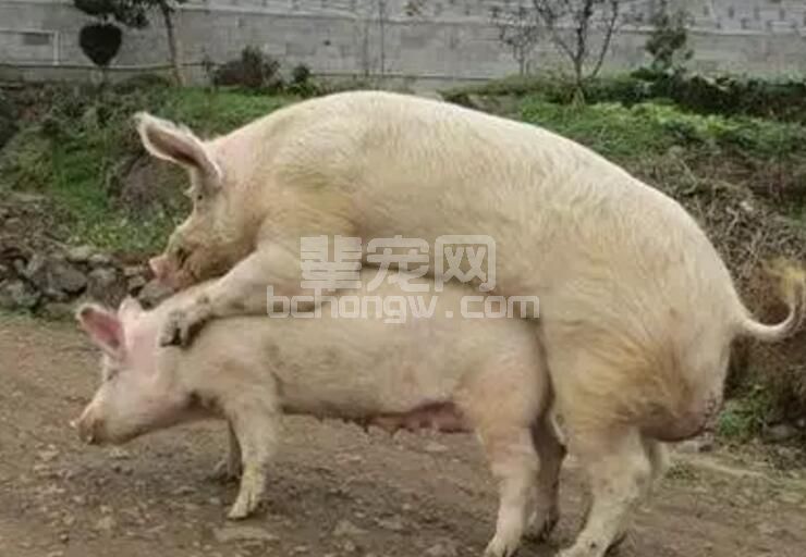 给猪配种的6个误区！
