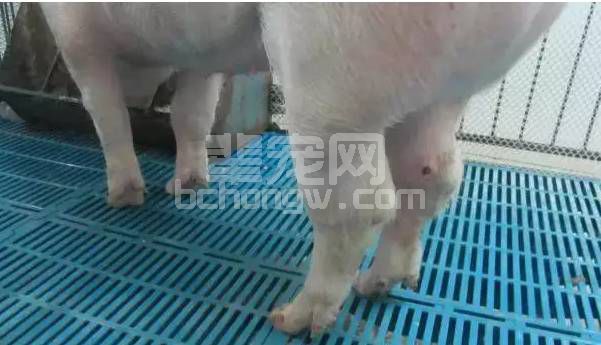 你的保育猪为何频频出现关节炎？一分钟学会治疗方案！
