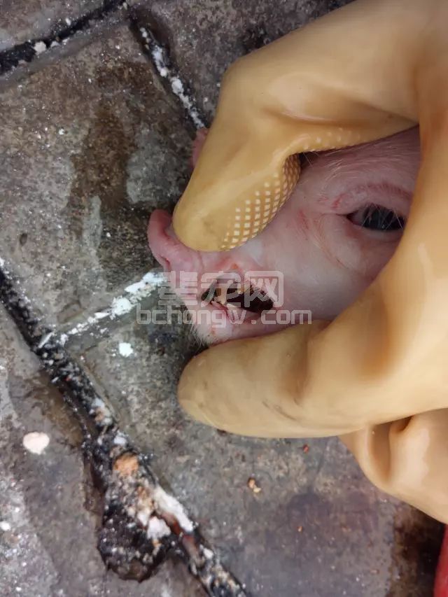 乳猪到底剪牙好还是不剪掉好？剪牙到底剪掉几颗牙？