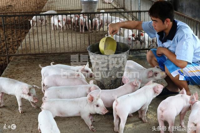 秋季养猪安全管护七措施之猪舍保温、饲料调整、加强防疫！