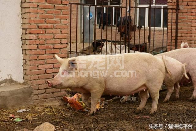 11个养猪增重秘方，喂这些东西猪能长得更快更健康