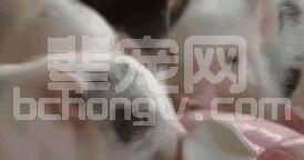 变天啦，降温啦！秋冬交替请做好哺乳仔猪保暖！
