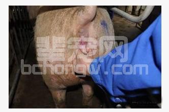 初配母猪，第一次发情配好还是第二次发情配好？