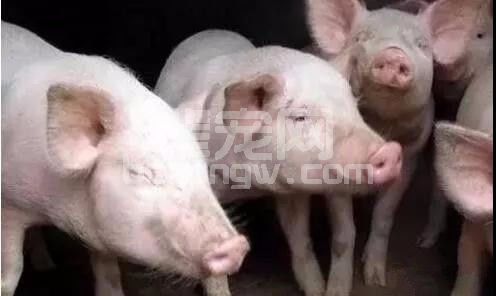 注意了！这些关键因素让保育猪在秋冬季少闹病