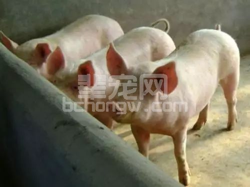 秋冬季节如何预防新购仔猪不生病？从这7点做起！