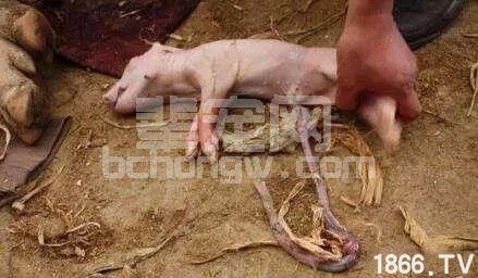 猪脐带血利用好，仔猪断奶多长一斤很轻松！