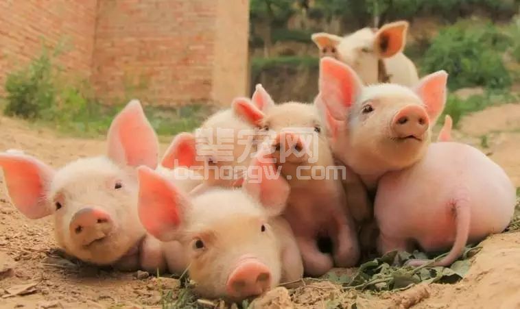 小小改变给猪场带来巨大利润，看国外养猪生产商获利妙法