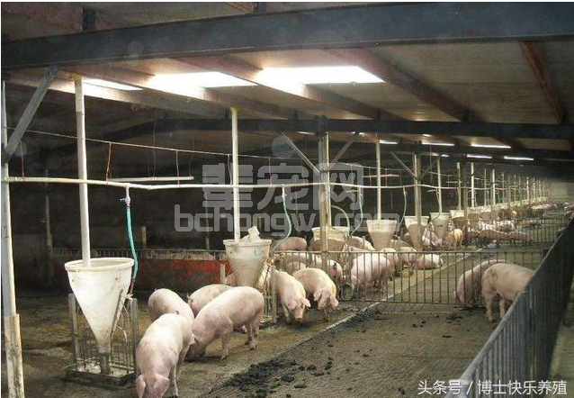 养猪技术：养猪微利时代如何计算、控制养猪成本及提高养殖利润？