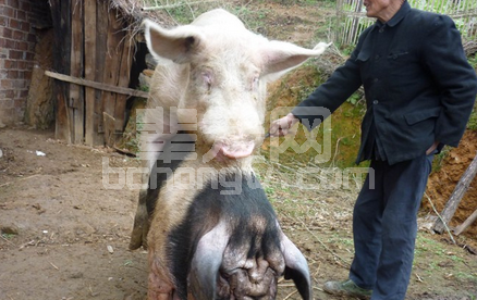 养猪人15个“坏”习惯：你为什么没把猪养好？