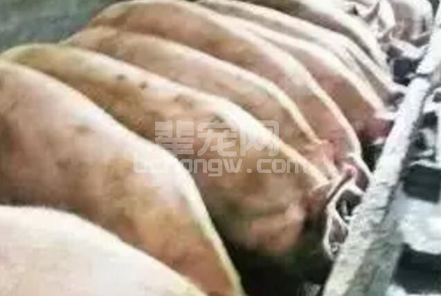 养猪人需知：如何育养大肥猪饲养管理的四大秘诀！